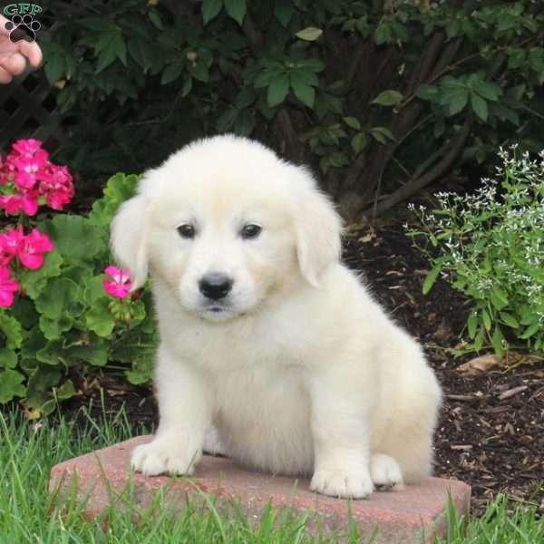 Tucker, English Cream Golden Retriever Puppy